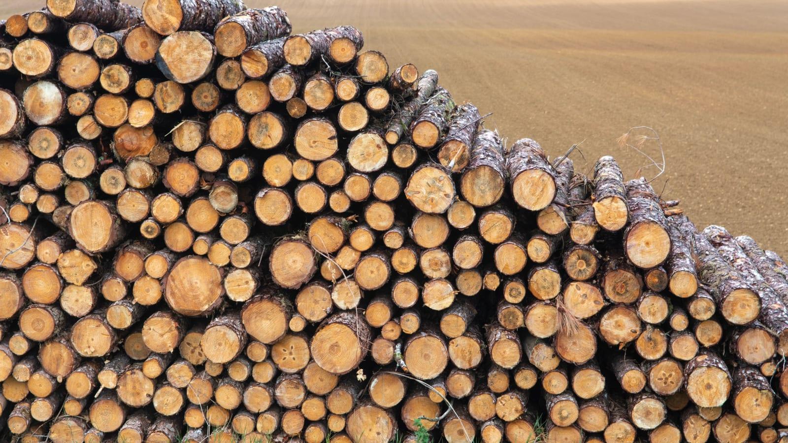 Stockpile of sawdust and wood chips at a biomass collection hub beside a truck, with workers checking fuel quality